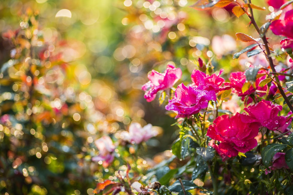 rose garden