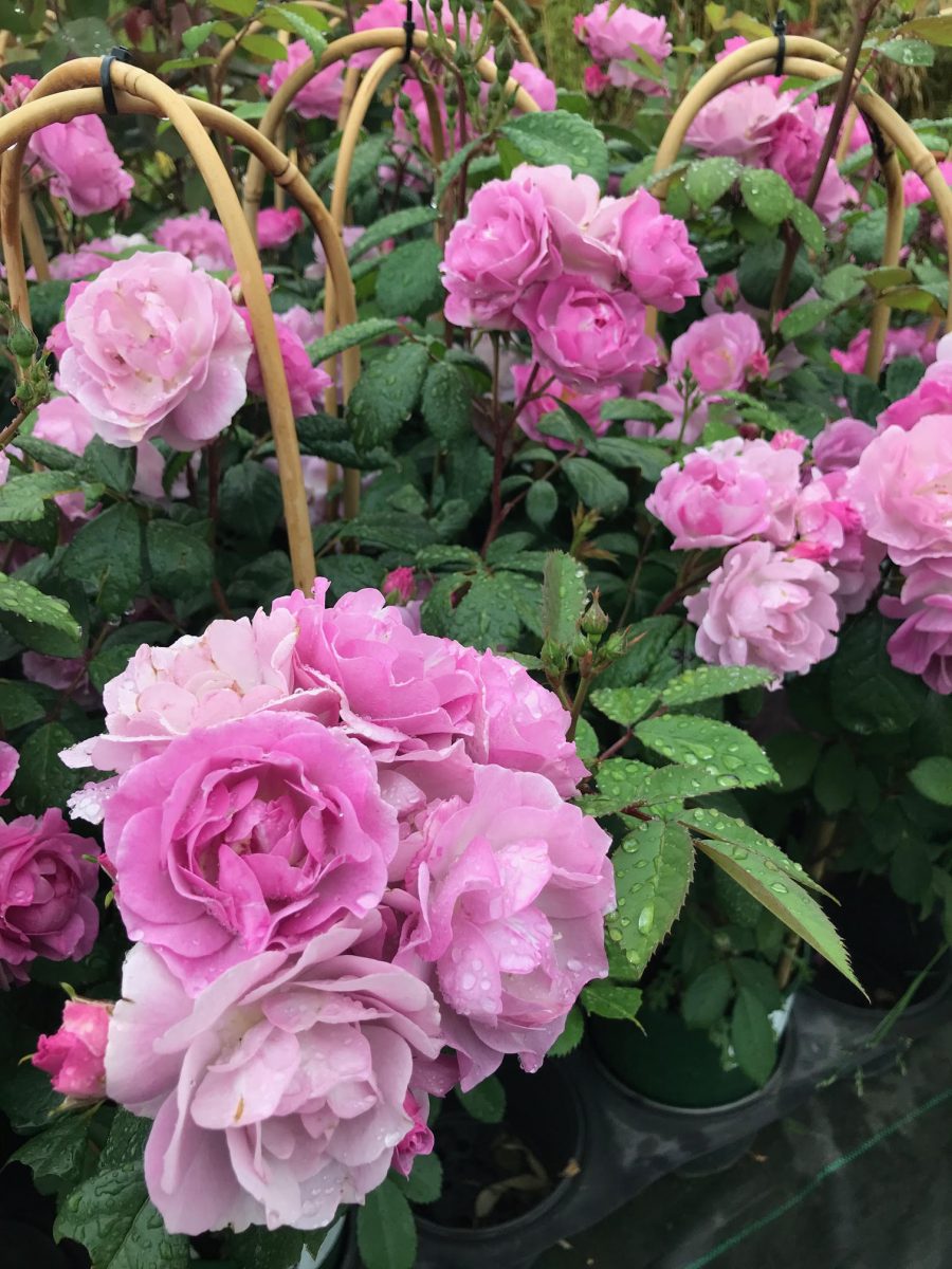 Purple english roses