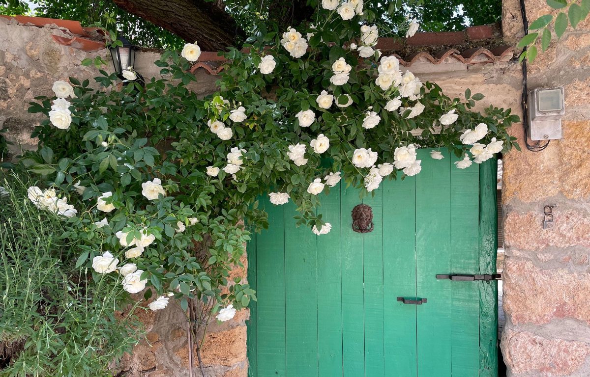 White climbing rose over door
