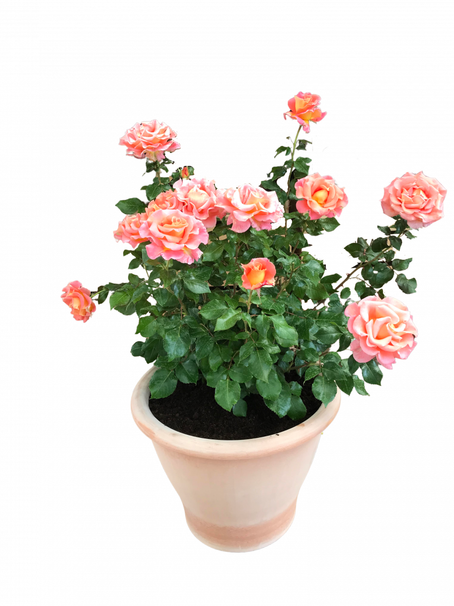 Potted Rose