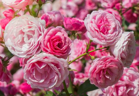 Anniversary roses