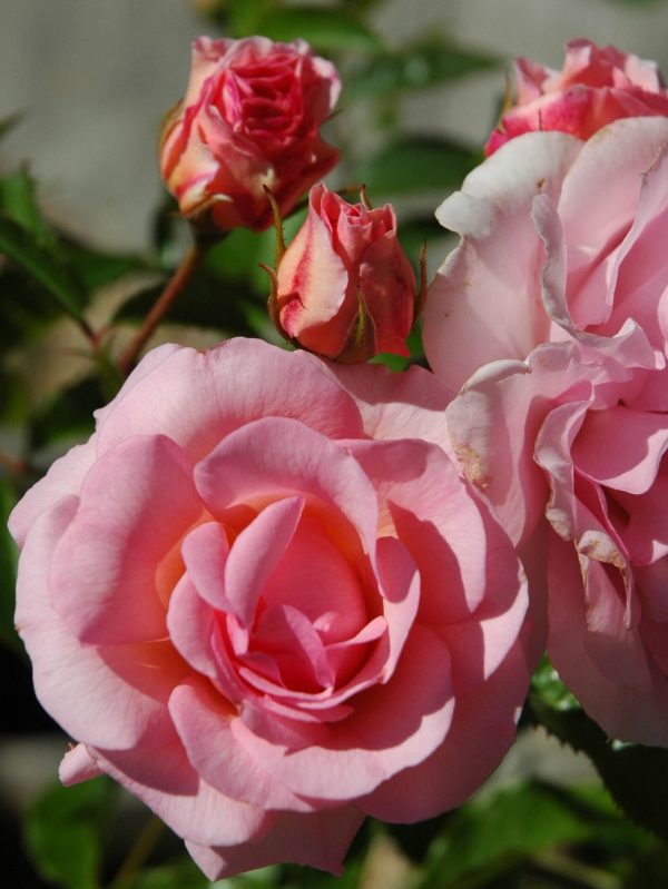 Happy Retirement Rose