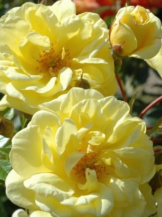 Golden 50th Anniversary Rose Bare Root - 50th Wedding Anniversary ...