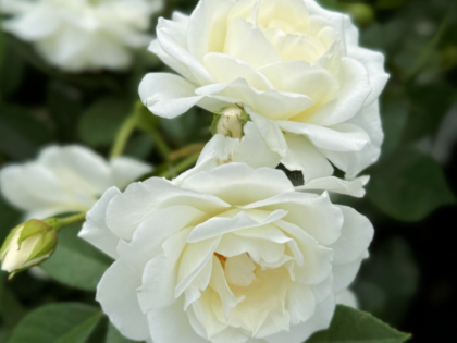 Iceberg Rose Image