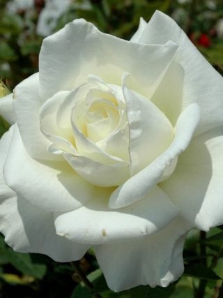 Memory Rose