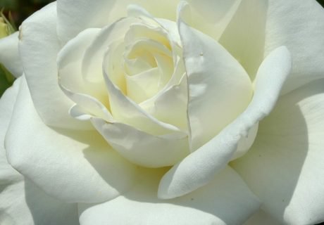 Memory Rose Image