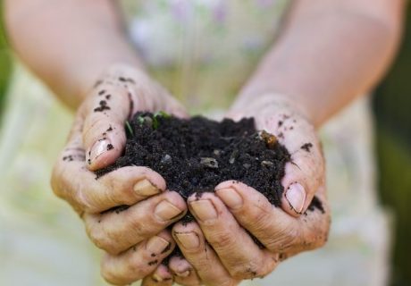 Peat free compost