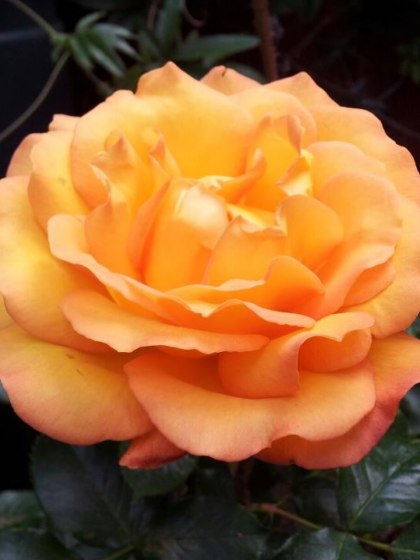 Precious Amber Rose - Endless Summer Colour - English Roses
