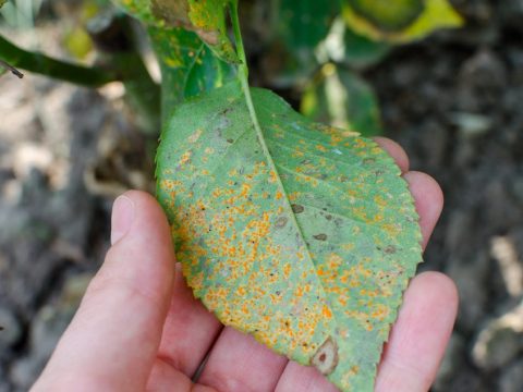 Common Rose Problems & Solutions - Rose Care - Growing Roses - English ...