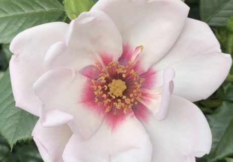 Chawton Cottage Rose Image