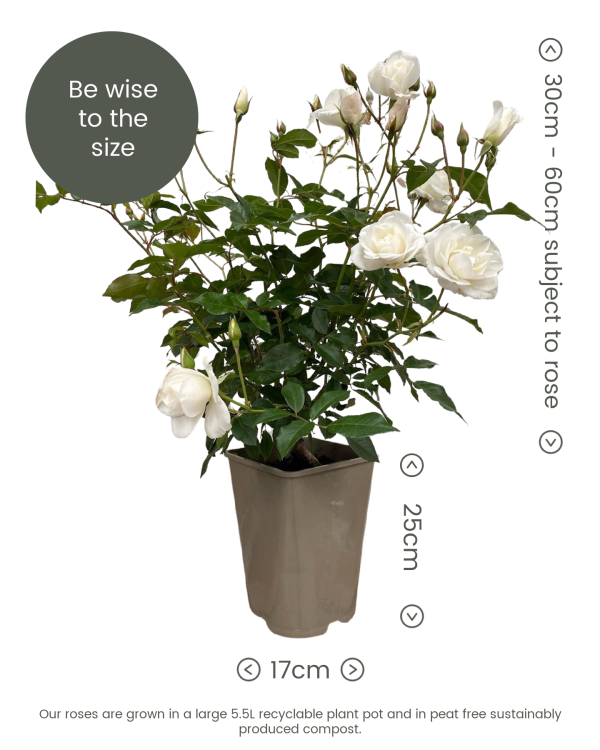 Rose dimensions