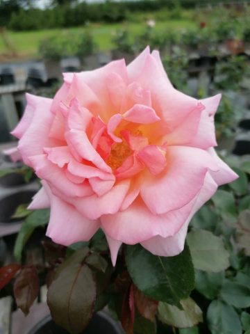 Compassion Rose