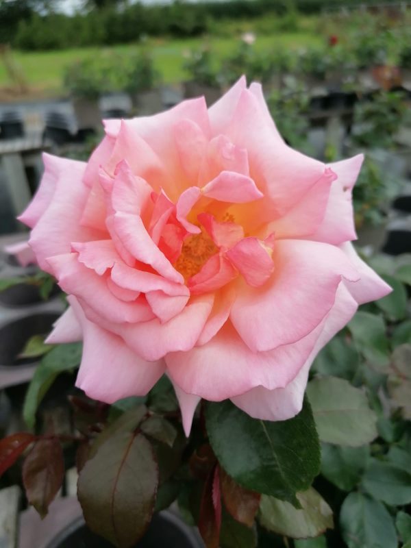 Compassion Rose
