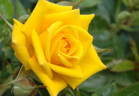 Bright Star Rose Bright Star Rose Image