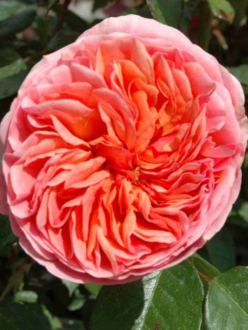 Scented Rose For 50th Golden Wedding Anniversary Gift Planted In Large Willow Basket - Image 5