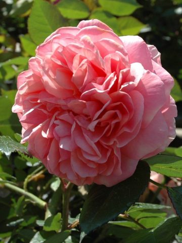 Duchess of Cornwall