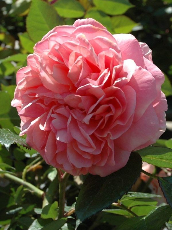 Duchess of Cornwall