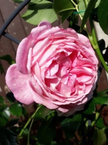 Friends Forever Rose