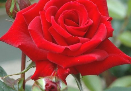 Love Knot Rose Image