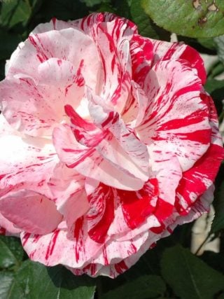 Scentimental Rose