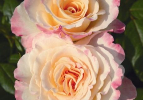 Perfect Harmony Rose Image