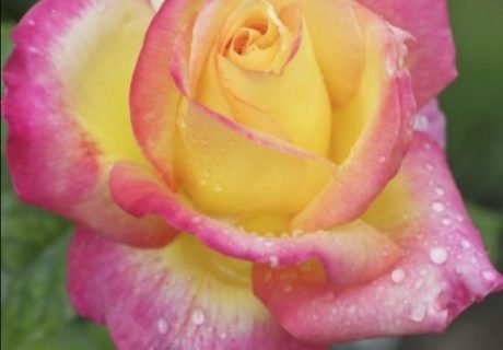 Love And Peace Rose - Valentine's Day Rose Image