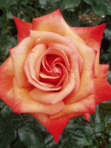 Remember Me Rose