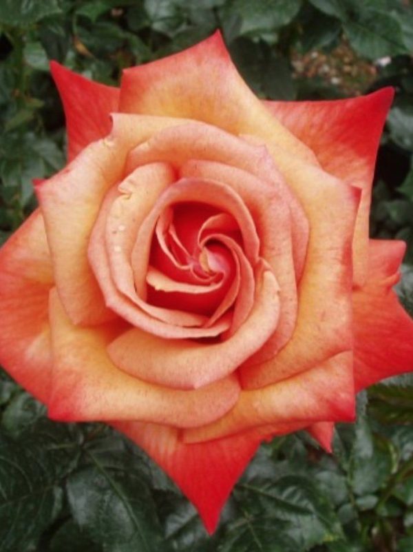 Remember Me Rose