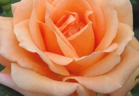 Special Occasion Rose Special Occasion Rose Image