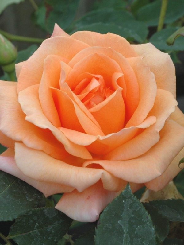 Special Occasion Rose