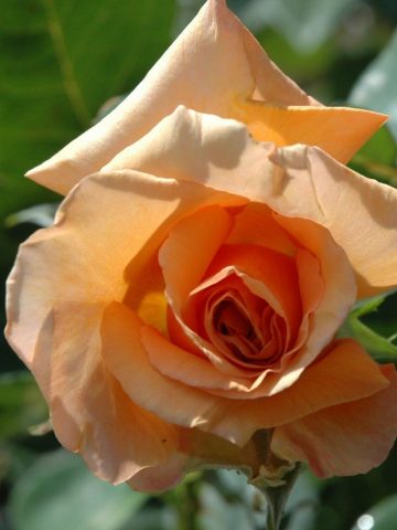 Warm Wishes Rose