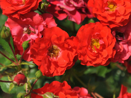 Cheerful Charlie Rose Image