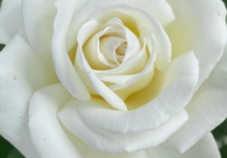 Fab @ 30 Rose - 30th Birthday Rose Image
