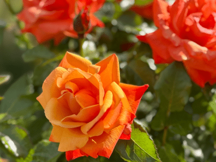 Remember Me Rose Image