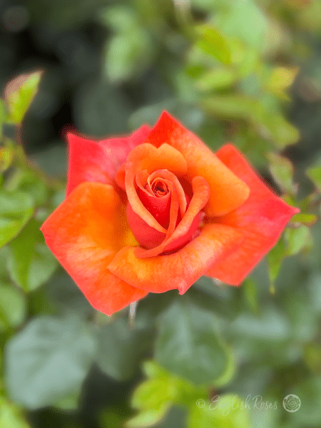 Remember Me Rose Single Bloom and foliage - Sunset orange bloom with green foliage