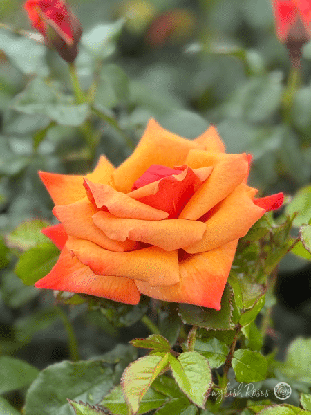 Remember Me Rose Single Orange Yellow Bloom - Close up of bloom