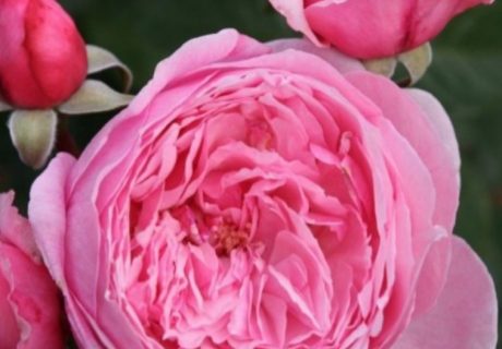 Kiss Me Kate Rose Image