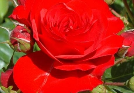 Special Grandad Rose Special Grandad Rose Image