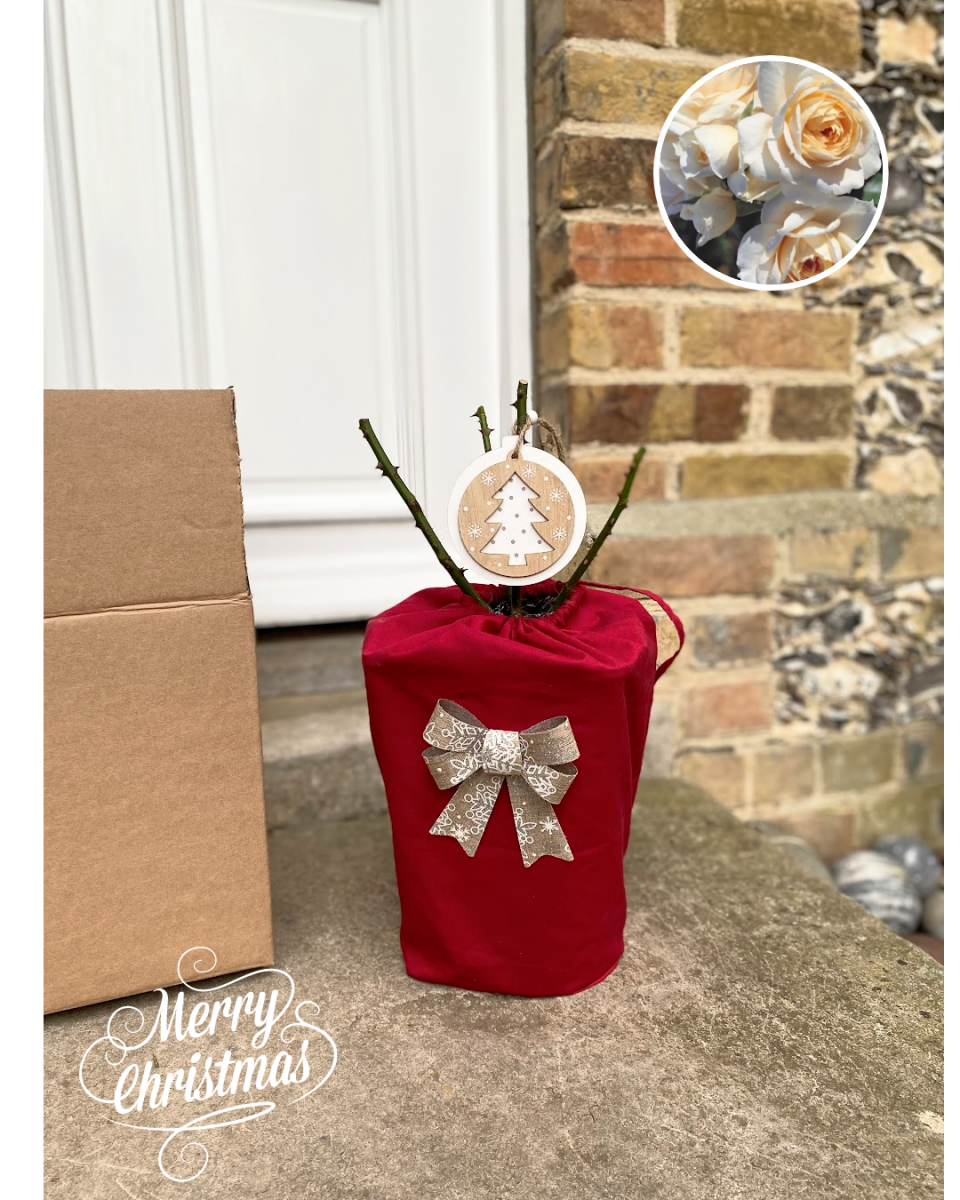 rose christmas product image