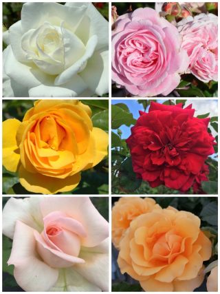 Valentine's Luxury Scented Rose Collection - 6 Assorted Bush Roses