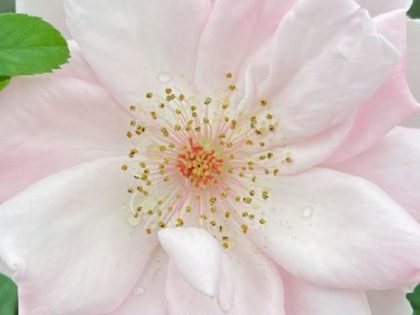 Pink Happy Birthday Rose - Pink Birthday Roses Image