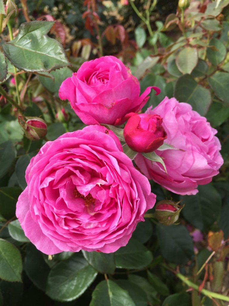 Special Anniversary Rose - Anniversary Gift Ideas - English Roses