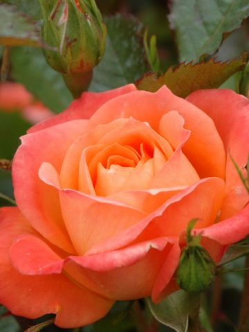 Brilliant Sweet Dream Rose