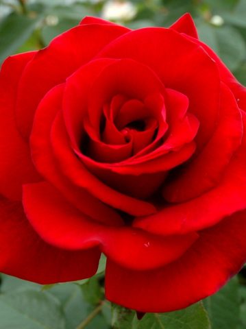 One in a Million Rose