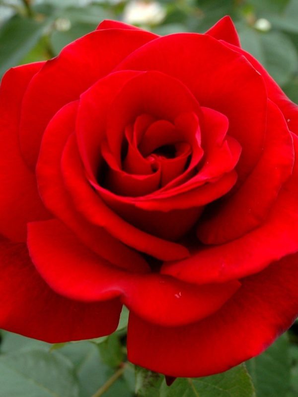 One in a Million Rose