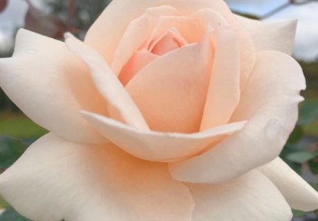Penny Lane Rose Image
