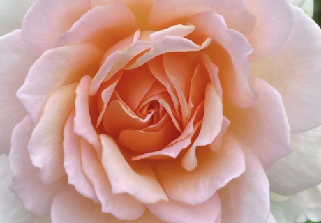 Chandos Beauty Rose Image