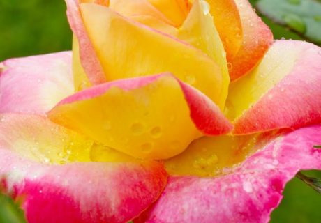 Love and Peace Rose - Outdoor Plants For Mother's Day Love and Peace Rose - Outdoor Plants For Mother's Day Image