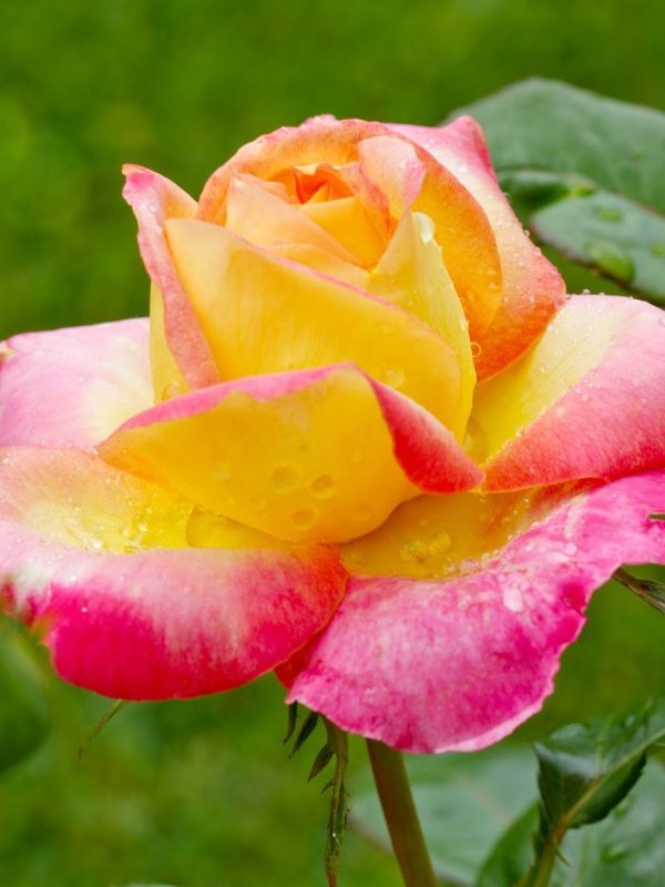 Love and Peace Rose