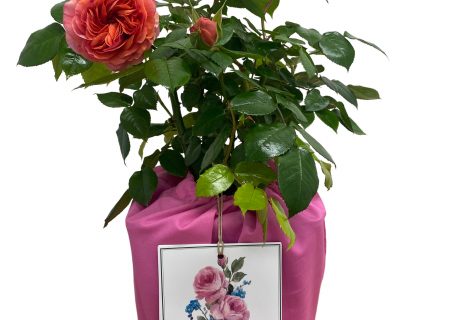 Pink Cotton Drawstring Gift Bag Pink Cotton Drawstring Gift Bag Image